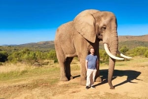 Порт-Элизабет: 3-дневное сафари по Национальному парку слонов Аддо