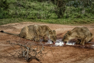 Port Elizabeth: Addo Elephant National Park 2-Day Safari