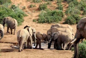Port Elizabeth: 2-Day Addo Elephant Park Safari