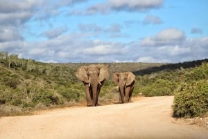 Port Elizabeth: Safari di 2 giorni al Parco degli Elefanti di Addo