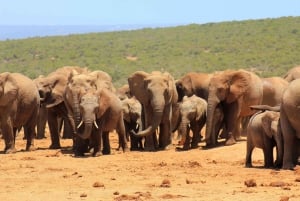 Port Elizabeth: 2-Day Addo Elephant Park Safari