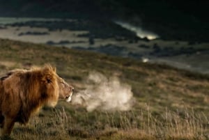Port Elizabeth: Addo Elephant National Park 2-Day Safari
