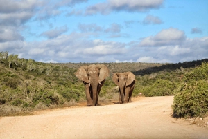 Port Elizabeth: Addo Elephant National Park 2-Day Safari