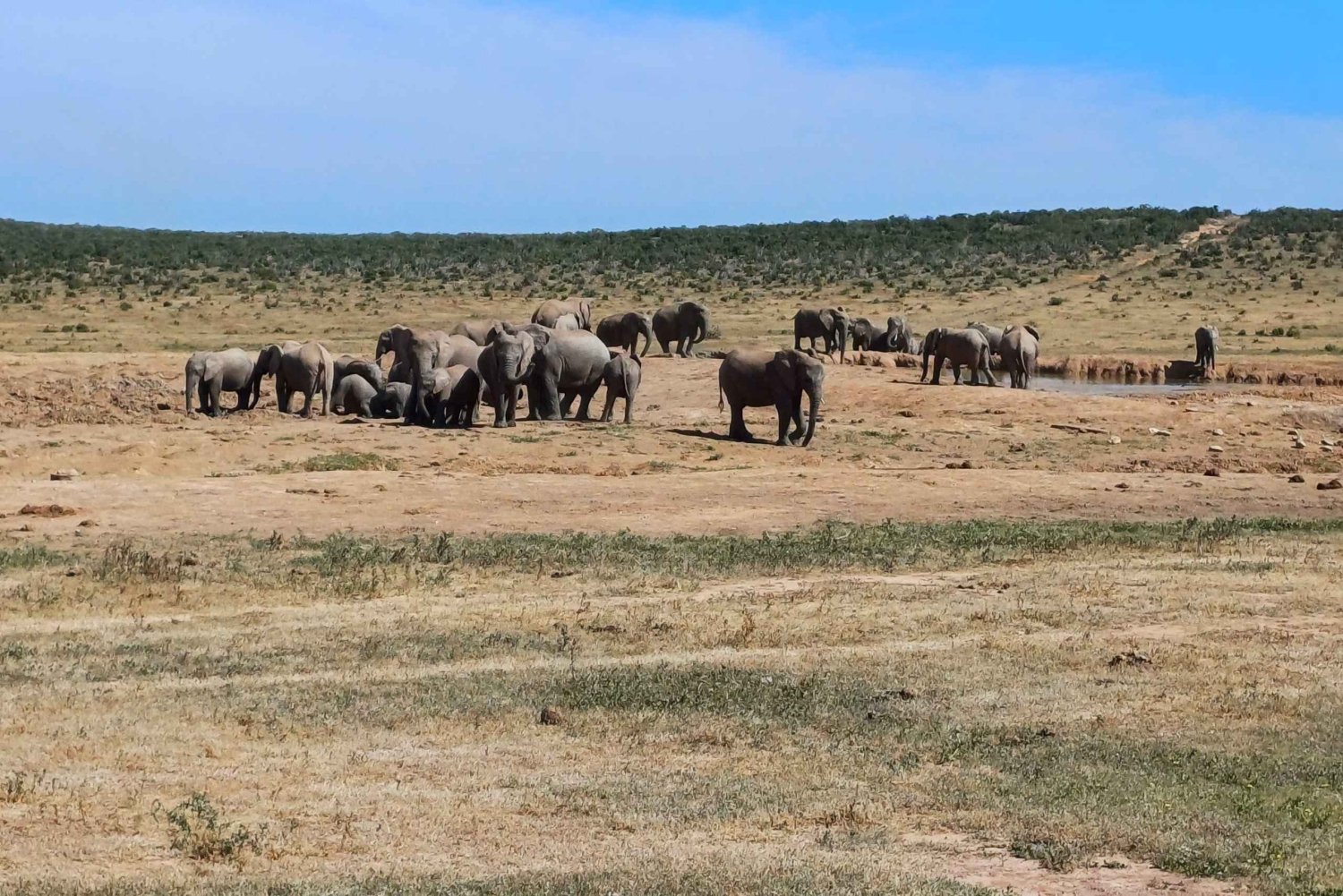 Port Elizabeth: Wycieczka safari do Parku Narodowego Addo Elephant