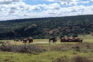 Port Elizabeth: Addo Elephant National Park Safari Tour