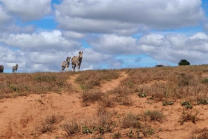 Port Elizabeth: Addo Elephant National Park Safari Tour