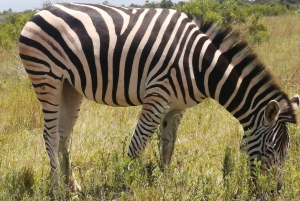 Port Elizabeth: Addo Elephant National Park Safari Tour