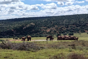 Port Elizabeth: Addo Elephant National Park Safari Tour