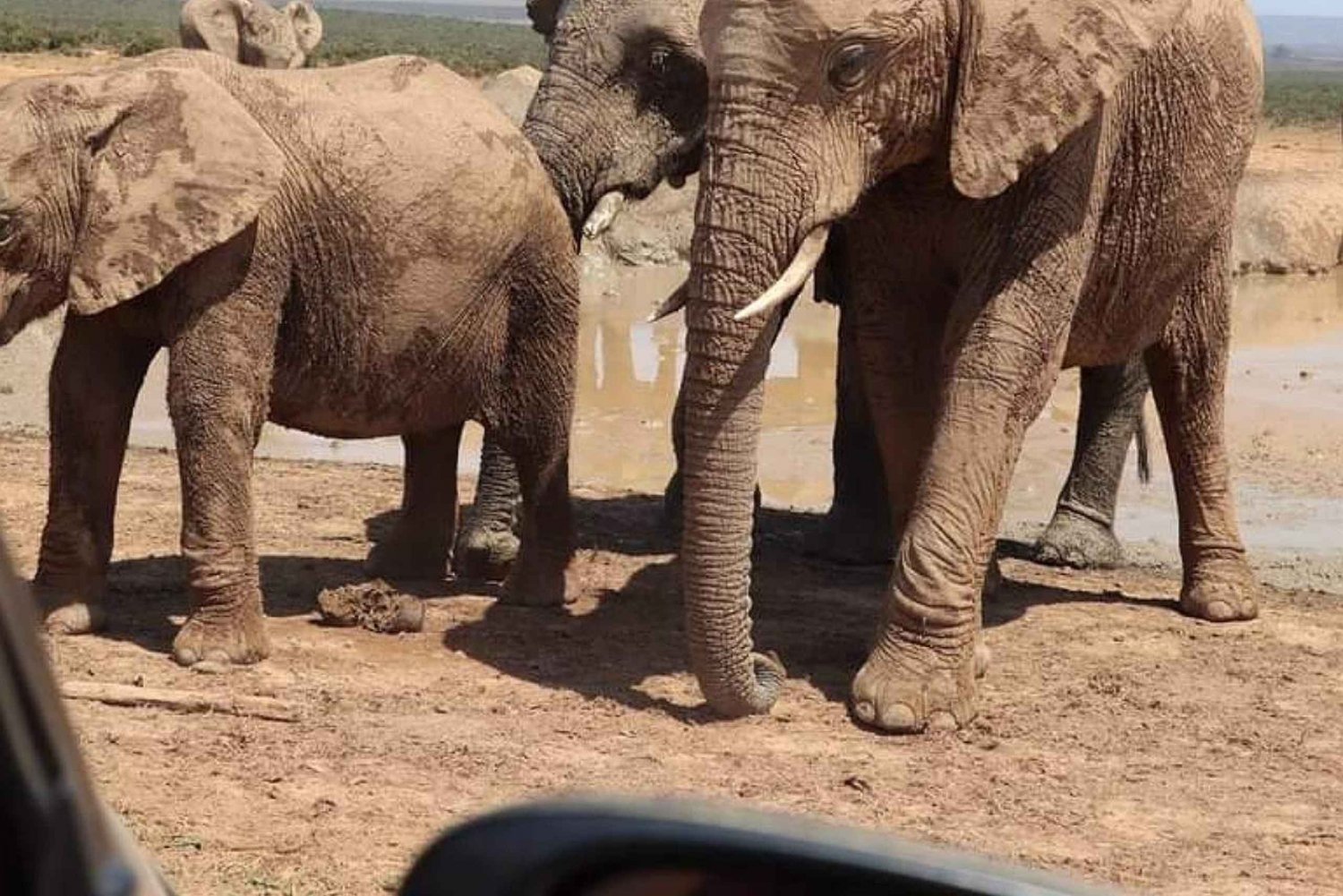 Visita al parque nacional de elefantes de Addo en Puerto Elizabeth