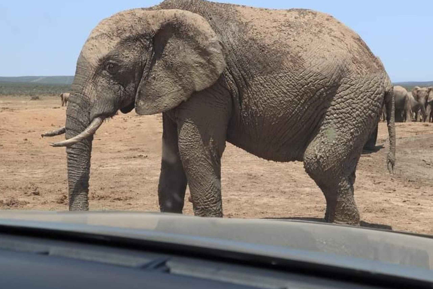 Экскурсия в национальный парк слонов Порт-Элизабет-Аддо