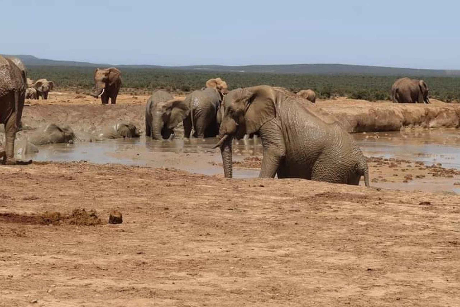 Экскурсия в национальный парк слонов Порт-Элизабет-Аддо