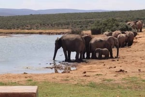 Port Elizabeth Addo elephant national park tour