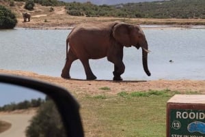 Port Elizabeth Addo elephant national park tour