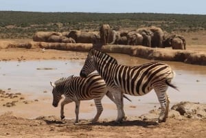 Port Elizabeth Addo elephant national park tour