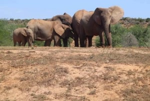 Port Elizabeth Addo elephant national park tour