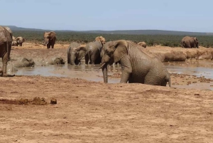 Экскурсия в национальный парк слонов Порт-Элизабет-Аддо