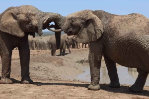 Экскурсия в национальный парк слонов Порт-Элизабет-Аддо