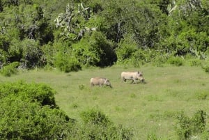 Port Elizabeth: 2-dniowe safari w Parku Słoni Addo