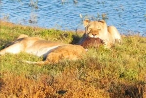 Safari di 2 giorni alla scoperta degli elefanti di Addo da Port Elizabeth