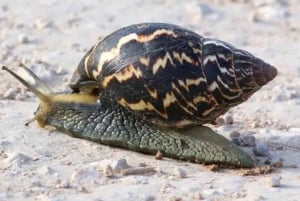 Safari di 2 giorni alla scoperta degli elefanti di Addo da Port Elizabeth