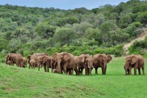 Port Elizabeth : Safari d'une journée au parc d'éléphants d'Addo