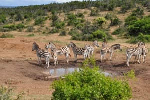 Port Elizabeth: Ganztägige Safari im Addo Elephant Park