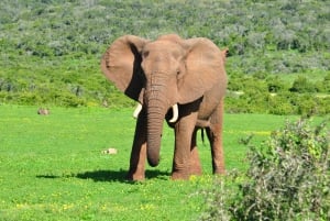 Port Elizabeth : Safari d'une journée au parc d'éléphants d'Addo