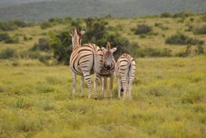 Port Elizabeth: Safari di un giorno intero nel Parco degli Elefanti di Addo