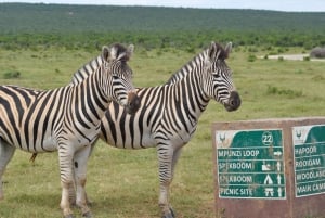 Port Elizabeth: Addo Elefantpark heldagssafari