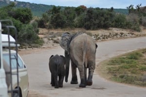 Port Elizabeth: Addo Elephant Park kokopäiväsafari