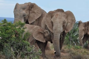Port Elizabeth: Addo Elephant Park Full-Day Safari