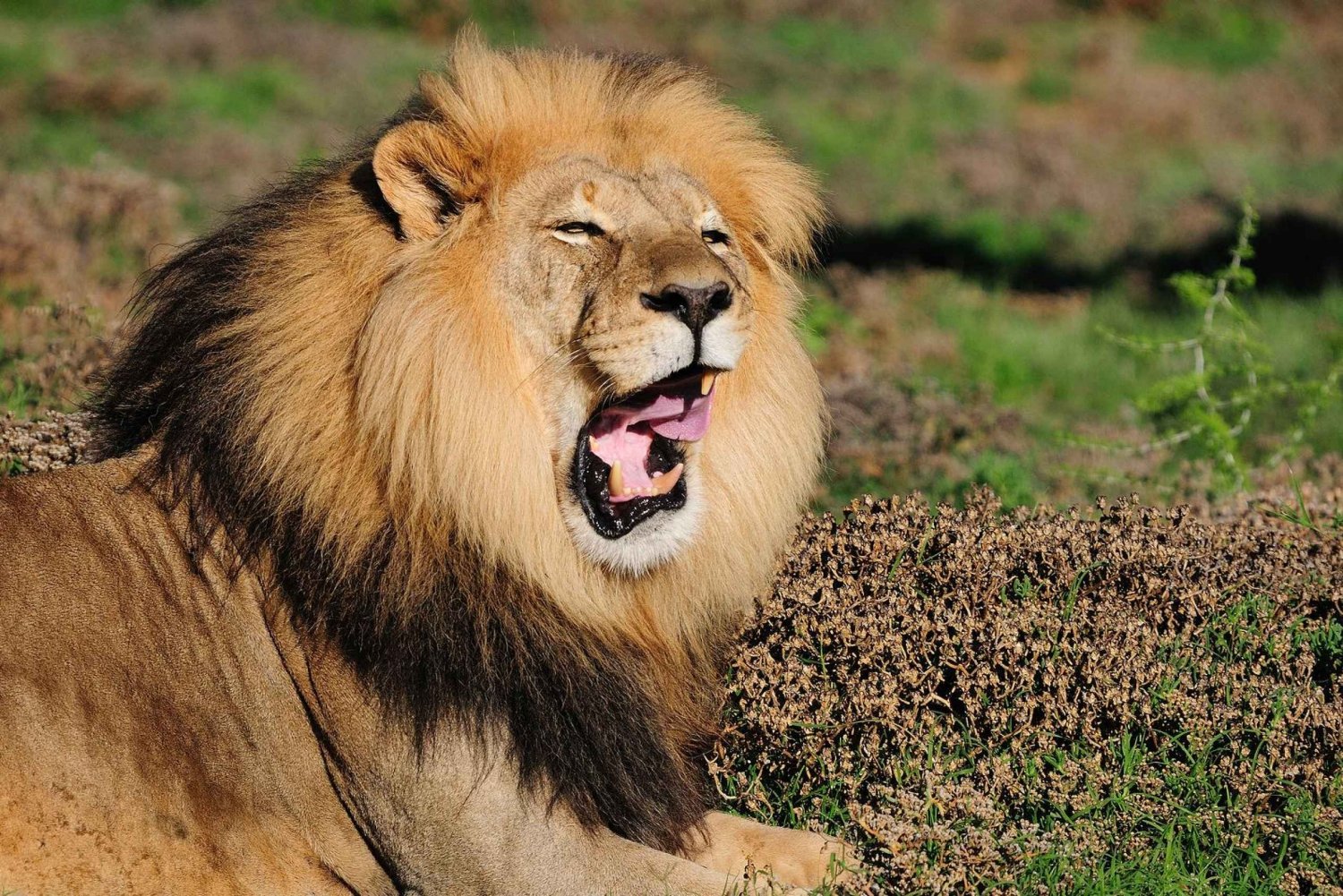 Port Elizabeth: Ganztägige Safari im Addo Elephant Park