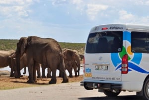 Port Elizabeth: Addo Elephant Park Safari Full-Day Tour