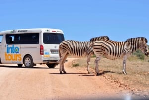 Port Elizabeth: Addo Elephant Park Safari Full-Day Tour