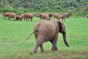 Port Elizabeth: Addo Elephant Park Safari Shore Excursion