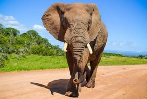 Port Elizabeth: Addo Elephant Park Safari with Port Pickup