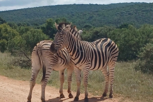 Port Elizabeth: Addo Elephant Park Shore Excursion & Safari