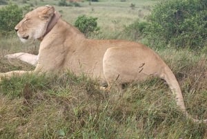 Port Elizabeth: Addo Elephant Park Shore Excursion & Safari