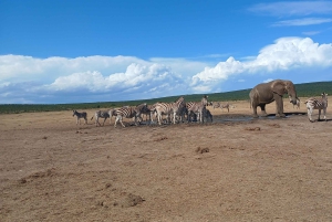 Port Elizabeth: Addo Elephant Park Shore Excursion & Safari
