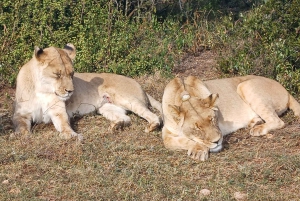 Port Elizabeth: Addo Elephant Park Shore Excursion & Safari
