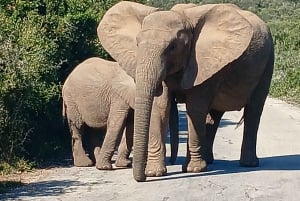 Port Elizabeth: Addo Elephant Park Landausflug & Safari