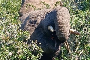 Port Elizabeth: Addo Elephant Park Landausflug & Safari