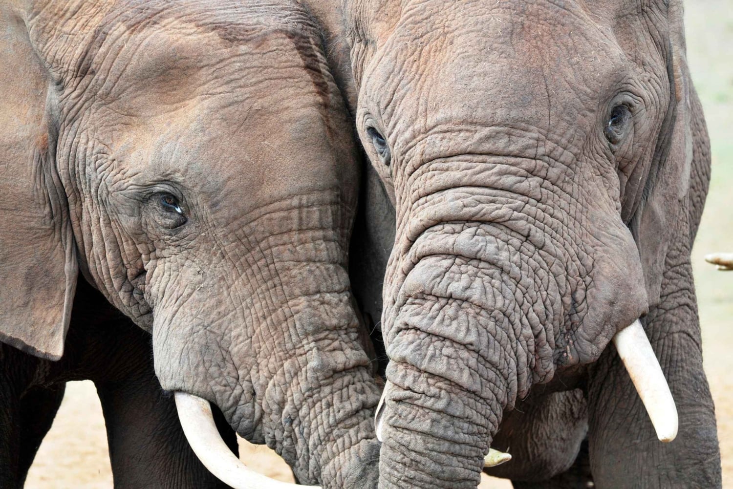 Port Elizabeth: Addo Elephant Park & Sunset River Cruise