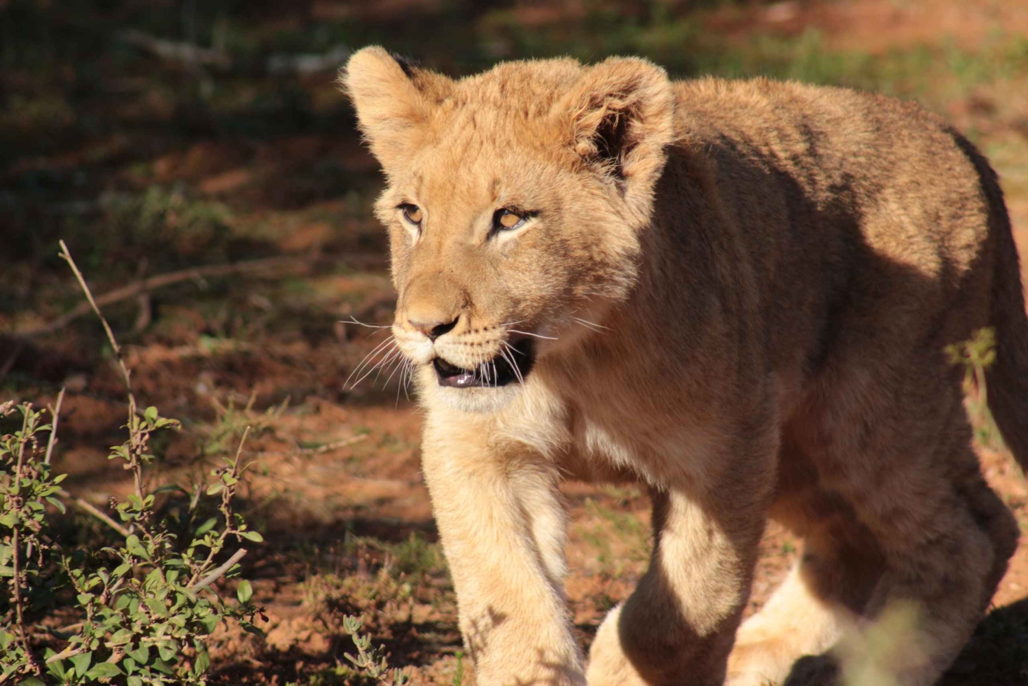 Port Elizabeth: Addo Elephant Park & Sunset River Cruise