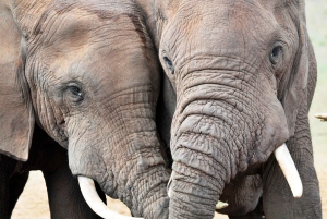 Port Elizabeth: Addo Elephant Park & Sunset River Cruise