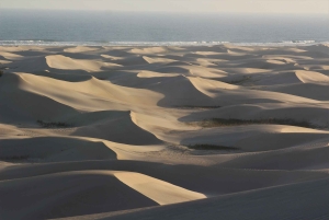 Port Elizabeth: Addo Elephant Park & Sunset River Cruise