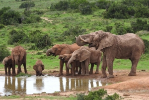 Port Elizabeth: Addo Elephant Park & Sunset River Cruise