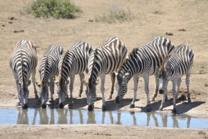 Port Elizabeth: Addo Elephant Park & Sunset River Cruise