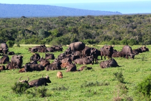 Port Elizabeth: Addo Elephant Park & Sunset River Cruise