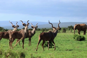 Port Elizabeth: Addo Elephant Park & Sunset River Cruise